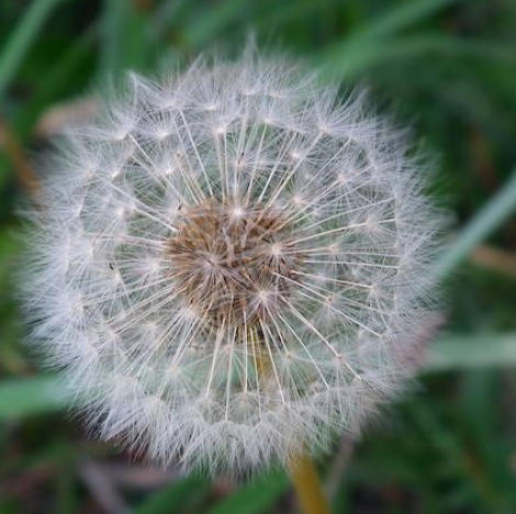 生物飞行的冷知识插图 生物飞行的冷知识插图