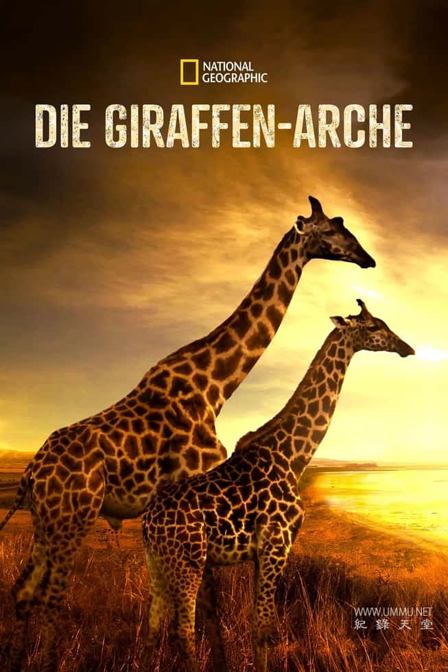 营救长颈鹿之漫漫归途 Saving Giraffes: The Long Journey Home插图 营救长颈鹿之漫漫归途 Saving Giraffes: The Long Journey Home插图