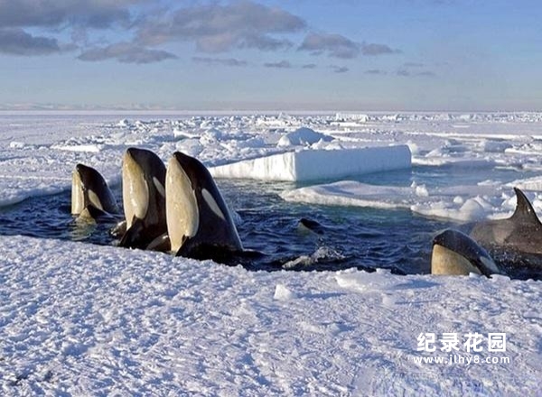 BBC南北极科考纪录片《冰冻星球 Frozen Planet》全8集珍藏版 720P/1080P高清纪录片资源百度云盘下载插图