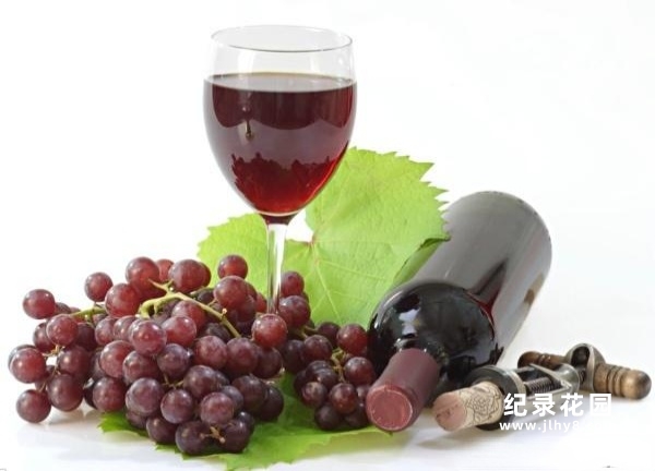 葡萄酒纪录片《葡萄酒指南 Wineworks -Your Complete Video Guide To Wine》全1集 标清纪录片百度云插图