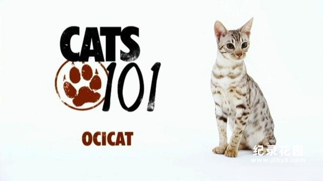 宠物猫速成班系列纪录片《猫咪101 Cats 101》全17集 标清纪录片百度云插图