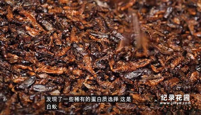 全球美食点评纪录片《阳光美食家》第4季中字 1080高清纪录片解说素材百度云盘下载插图