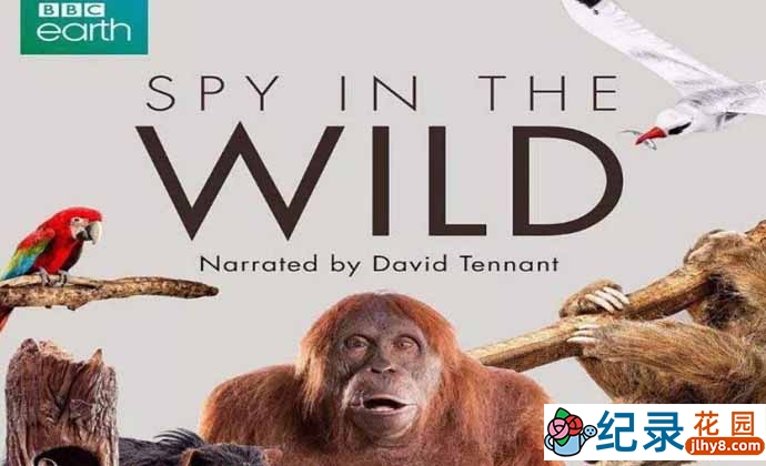 BBC动物间谍纪录片《荒野间谍 Spy in the Wild》第1季 720P/1080i高清纪录片百度云下载插图