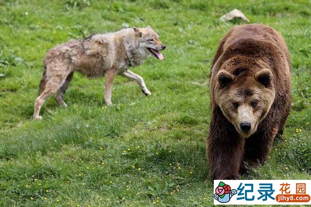 央视野生动物纪录片《狼熊大战 Wolf vs Bear》全1集 TS/蓝光高清纪录片资源百度云盘下载插图