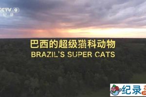 BBC动物保护纪录片《美洲豹 – 巴西的超级猫科动物》全1集中字 TS/蓝光高清纪录片资源百度云盘下载