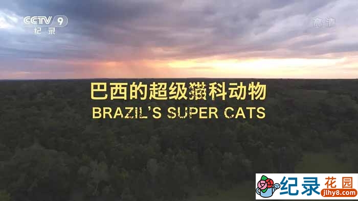 BBC动物保护纪录片《美洲豹 – 巴西的超级猫科动物》全1集中字 TS/蓝光高清纪录片资源百度云盘下载插图