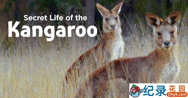 PBS野生动物纪录片《袋鼠的秘密生活 Secret Life of the Kangaroo》全3集中字 TS/蓝光高清纪录片资源百度云盘下载插图