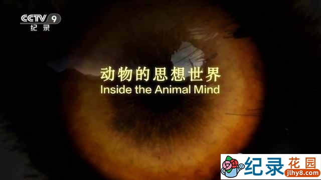 BBC自然生物纪录片《动物的思想世界 Inside the Animal Mind》全3集中字 TS/蓝光高清纪录片资源百度云盘下载插图