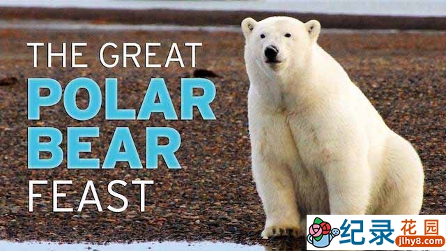 PBS野生动物纪录片《北极熊的盛宴 The Great Polar Bear Feast》全1集中字 TS/蓝光高清纪录片资源百度云盘下载插图