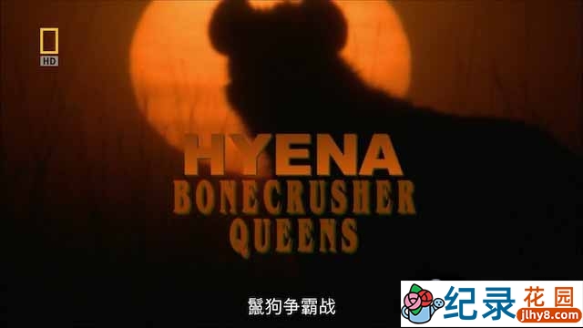 国家地理野生动物纪录片《鬣狗争霸战 Hyena:Bonecrusher Queen》全1集中字 720P/1080i高清纪录片资源百度云盘下载插图