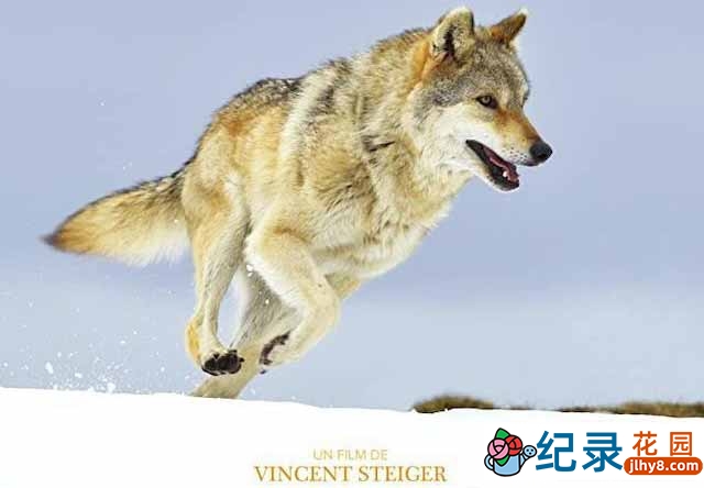 央视野生动物与人类纪录片《狼之旅 A Wolf’s Journey》全1集 TS/蓝光高清纪录片资源百度云盘下载 永久会员专享资源插图