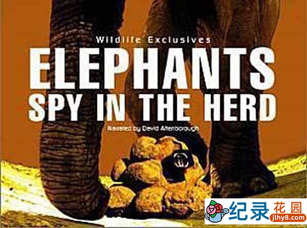 BBC动物间谍纪录片《象：兽群中的窥探 Elephants: Spy in the Herd》全1集 标清纪录片资源百度云盘下载插图