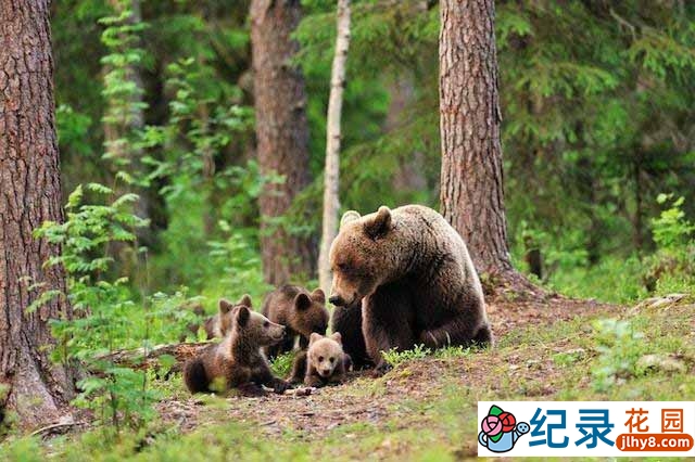 BBC动物间谍纪录片《熊：树林中的窥探 Bears: Spy in the Woods》全1集 标清纪录片资源百度云盘下载插图