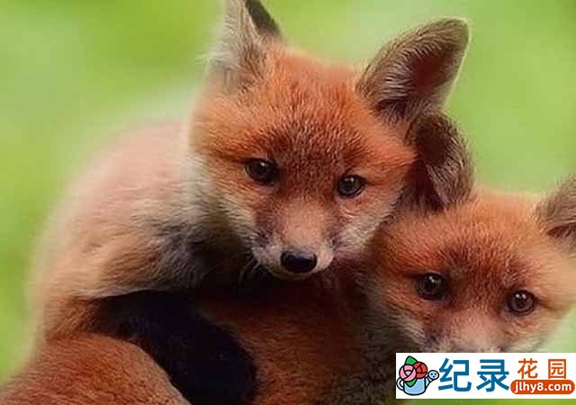 BBC动物纪录片《超萌动物 Super Cute Animals》全1集 720P/1080i纪录片资源百度云盘下载插图