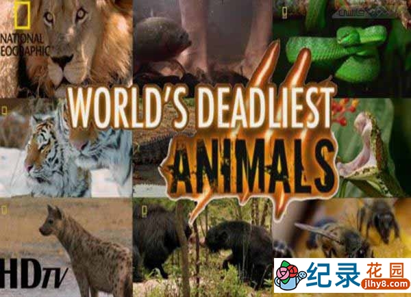 国家地理野生动物纪录片《世界致命动物 Worlds Deadliest Animals》全8集 720P/1080i高清纪录片资源百度云盘下载插图