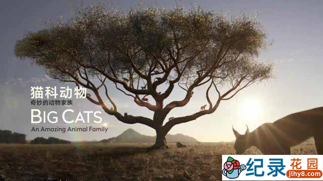 野生动物纪录片《猫科动物：奇妙的动物家族 Big CatsAn Amazing Animal Family》全2集 720P/1080i高清纪录片百度云下载插图