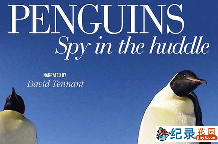 BBC动物间谍纪录片《企鹅群里有特务 Penguins: Spy in the Huddle》全3集 720P/1080i高清纪录片百度云下载插图