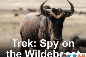 BBC动物间谍纪录片《大迁徙：角马群里的间谍 Trek: Spy on the Wildebeest》全2集 720P/1080i高清纪录片百度云下载