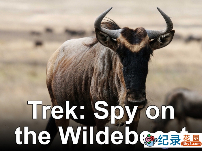 BBC动物间谍纪录片《大迁徙：角马群里的间谍 Trek: Spy on the Wildebeest》全2集 720P/1080i高清纪录片百度云下载插图