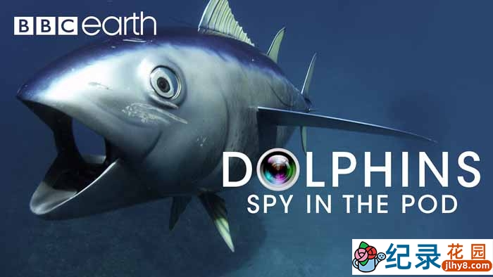 BBC动物间谍纪录片《卧底海豚帮 Dolphins-Spy in the Pod》全2集 720P/1080i高清纪录片百度云下载插图