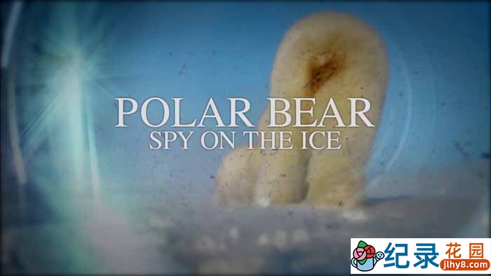 BBC野生动物纪录片《北极熊：冰上侦探 Polar Bear: Spy on the Ice》全1集 720P/1080i高清纪录片百度云下载插图