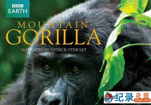 BBC野生动物纪录片《山地大猩猩 Mountain Gorilla》全3集 720P/1080i高清纪录片百度云下载插图