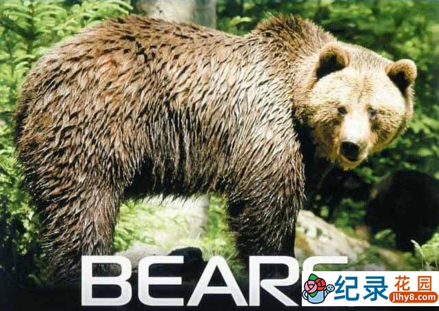 IMAX野生动物纪录片《熊 Bears》全1集 720P/1080i高清纪录片百度云下载插图