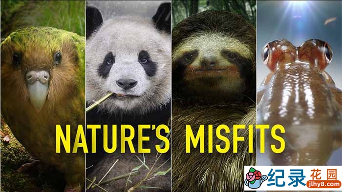 BBC野生动物纪录片《自然界的奇葩 Nature’s Misfits》全1集 720P/1080i高清纪录片百度云插图