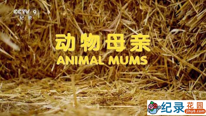 央视动物行为研究纪录片《动物母亲 Animal Mums》全3集