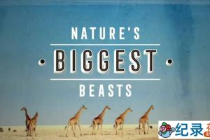 BBC野生动物纪录片《自然界的巨兽 Nature’s Biggest Beasts》全1集中字 TS/蓝光高清纪录片资源百度云盘下载