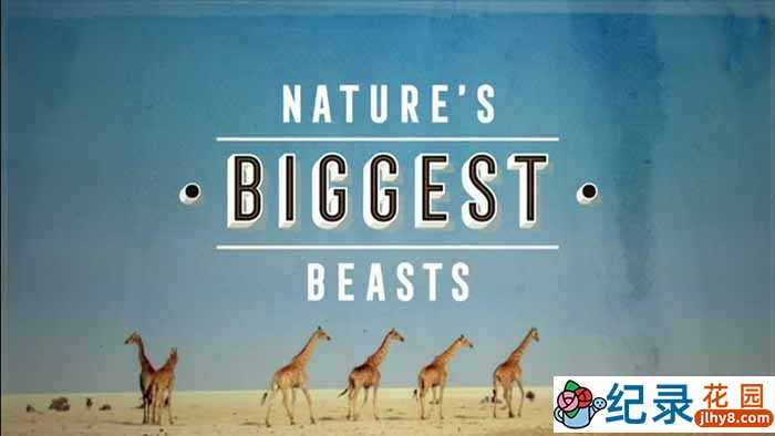 BBC野生动物纪录片《自然界的巨兽 Nature’s Biggest Beasts》全1集