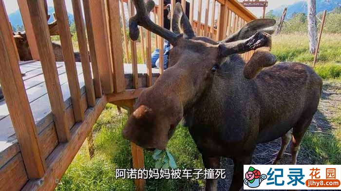 国家地理动物保护纪录片《阿拉斯加野生动物救援 Alaska Animal Rescue》第1季