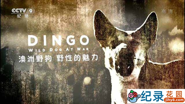 央视野生动物纪录片《澳洲野狗：野性的魅力 Dingo: Wild Dog at War》全1集