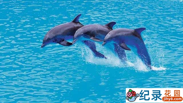 央视海洋动物纪录片《海豚的美丽与智慧 Dolphins: Beauty Before Brains》全1集