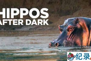 央视野生动物纪录片《夜幕下的河马 Hippos After Dark》全1集 TS/蓝光高清纪录片资源百度云盘下载