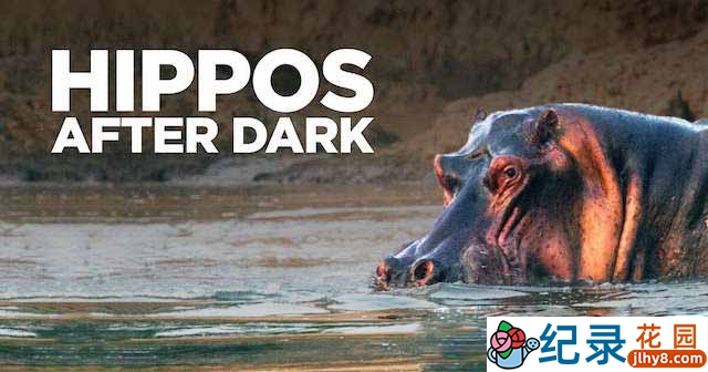 央视野生动物纪录片《夜幕下的河马 Hippos After Dark》全1集