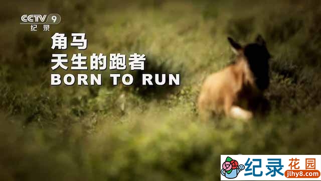 央视野生动物纪录片《角马——天生的跑者 Born to Run》全1集