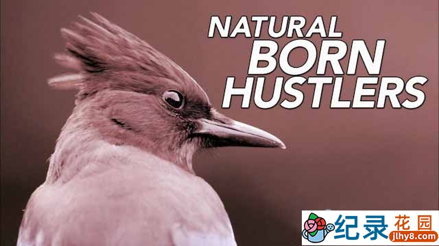 PBS动物行为研究纪录片《动物骗徒 Natural Born Hustlers》全3集