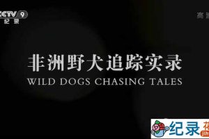 央视野生动物纪录片《非洲野犬追踪实录 Wild Dogs Chasing Tales》全4集 TS/蓝光高清纪录片资源百度云盘下载