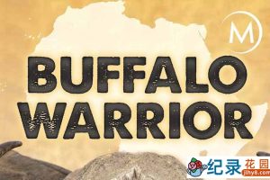 国家地理野生动物研究纪录片《水牛战士 Buffalo Warrior》全1集 TS/蓝光高清纪录片资源百度云盘下载