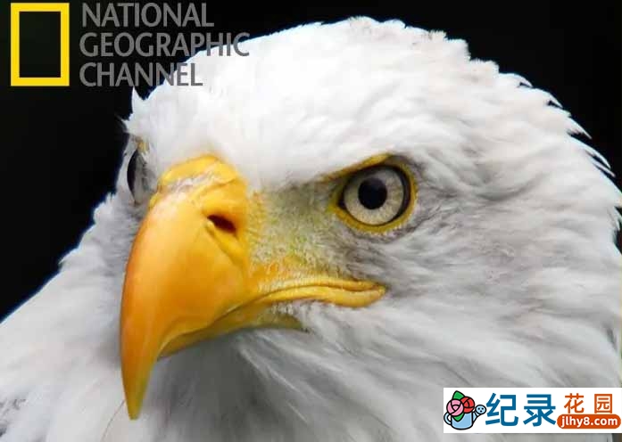 国家地理动物保护纪录片《美国国鸟：白头海雕传奇 American Eagle》全1集