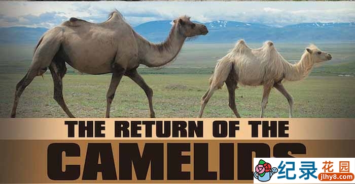 法国野生动物纪录片《骆驼一族的回归 The Return Of The Camelids》全3集