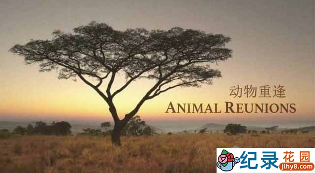 PBS自然生态纪录片《与动物重逢 Animal Reunions》全3集