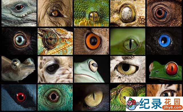 央视动物感知研究纪录片《视觉狂想曲 Inside Nature’s Eyes》全1集