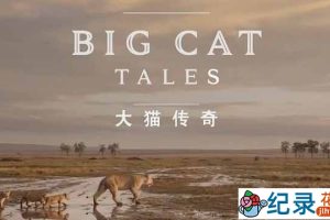 央视野生动物纪录片《大千世界 大猫传奇 Big Cat Tales》全5集 TS/蓝光高清纪录片资源百度云盘下载