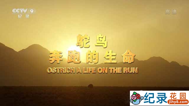 央视野生动物纪录片《鸵鸟：奔跑的生命 Ostrich： A Life on the Run》全1集