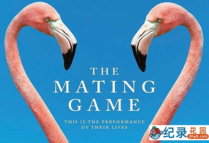 野生动物繁殖纪录片《求偶游戏 The Mating Game》全6集