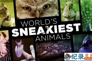 BBC野生动物纪录片《世界上最狡猾的动物 World’s Sneakiest Animals》全3集中字 720P/1080i高清纪录片资源百度云盘下载