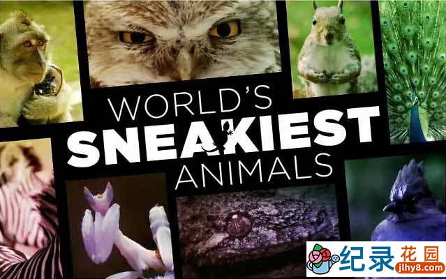 BBC野生动物纪录片《世界上最狡猾的动物 World\\\'s Sneakiest Animals》全3集