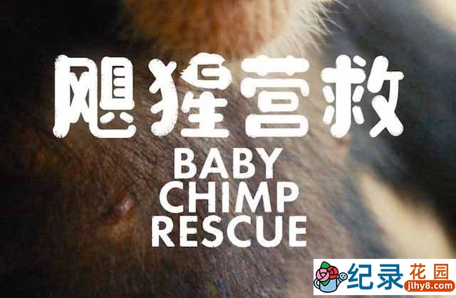 BBC动物保护纪录片《飓猩营救 Baby Chimp Rescue》全3集